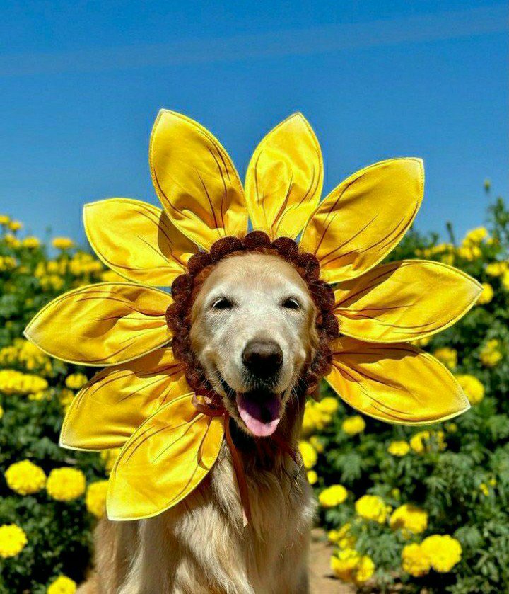 LadukeCharlotte's tweet image. #HappyTuesday 🌺🌸🌷🐢