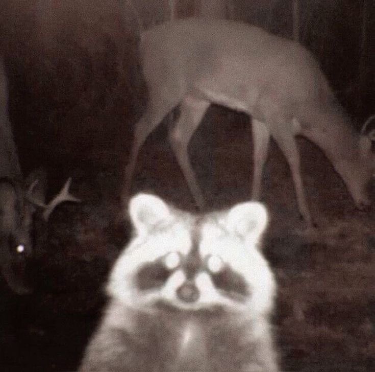 Only deer repost 🦌 tweet media