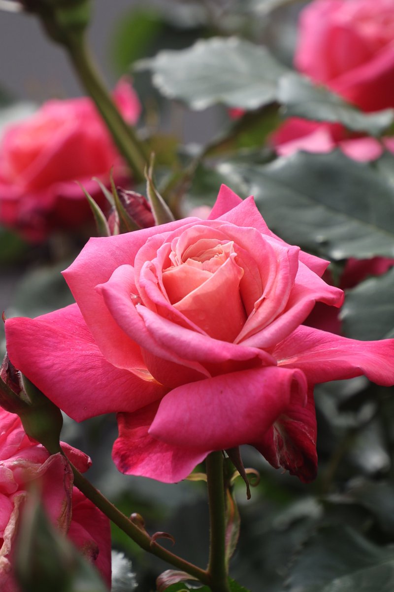 gontanokoneroku's tweet image. Rose ☺️

#Flowers #Rose