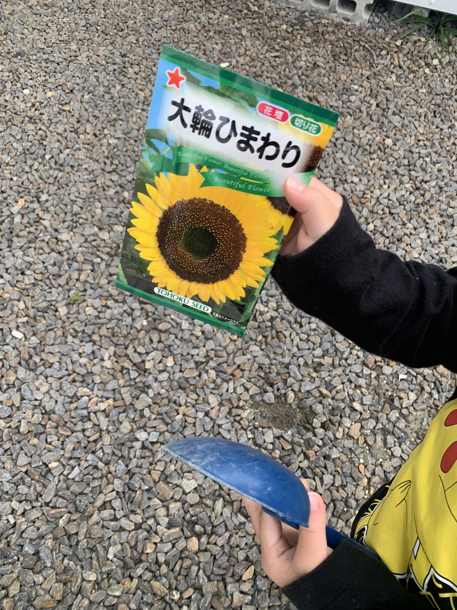 ひまわり #孫 👦 ねえねえ！咲いたよー🌻 弟くんの朝は早い(｡ρω-｡)zzzzz