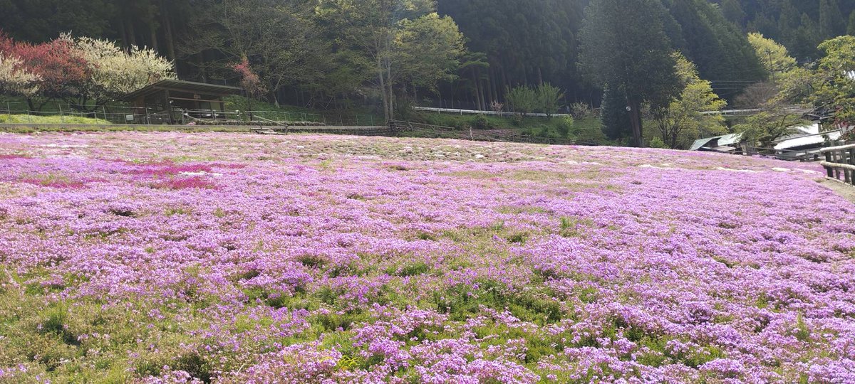 岐阜県郡上市🌸道の駅明宝🌸ここは🐷明宝ハムの郷🏍せせらぎ明宝オートバイ神社誕生！ tweet media