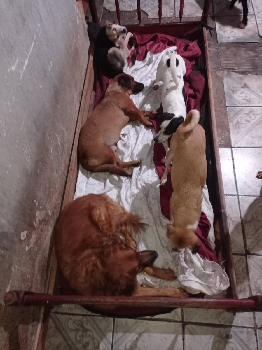 🏠Lar Dos Au-Au🐾🐶90 Cãezinhos tweet media