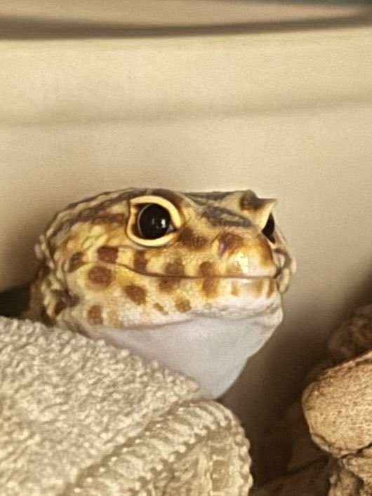 かず【ゆらちゃん垢𓆌】 tweet media