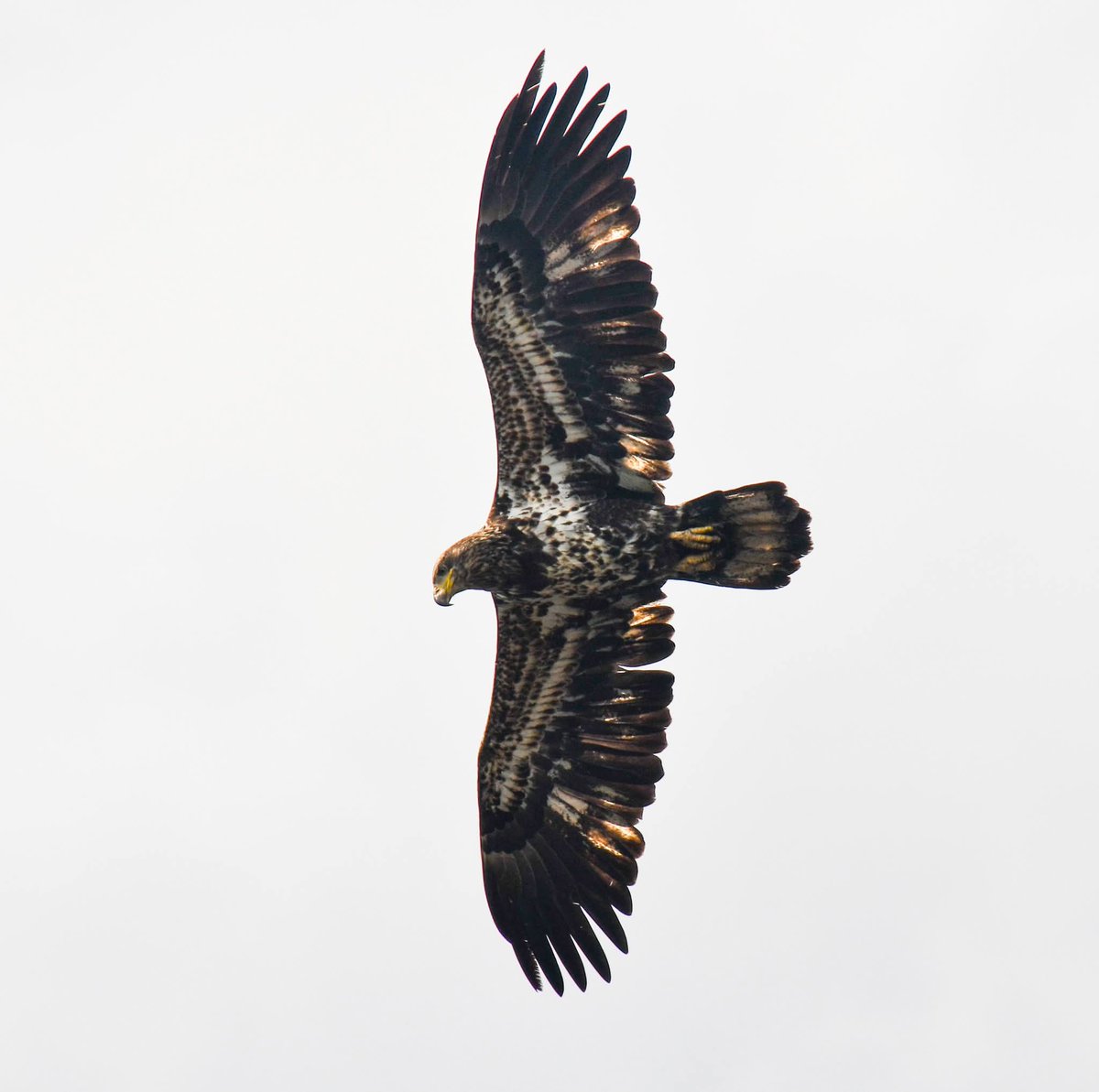 ByTheBayPhotos's tweet image. Spring at Bombay Hook National Wildlife Refuge in Delaware.

#BombayHookNWR #Delmarva #Birding #Delaware