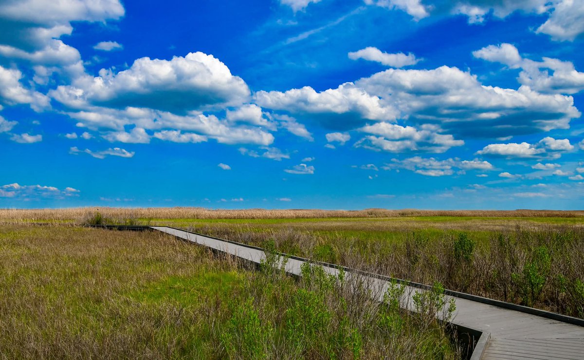 ByTheBayPhotos's tweet image. Spring at Bombay Hook National Wildlife Refuge in Delaware.

#BombayHookNWR #Delmarva #Birding #Delaware