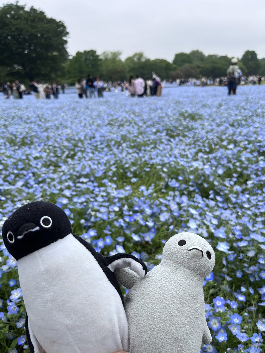 昭和記念公園のネモフィラをみにきました。
密度が濃くて綺麗です