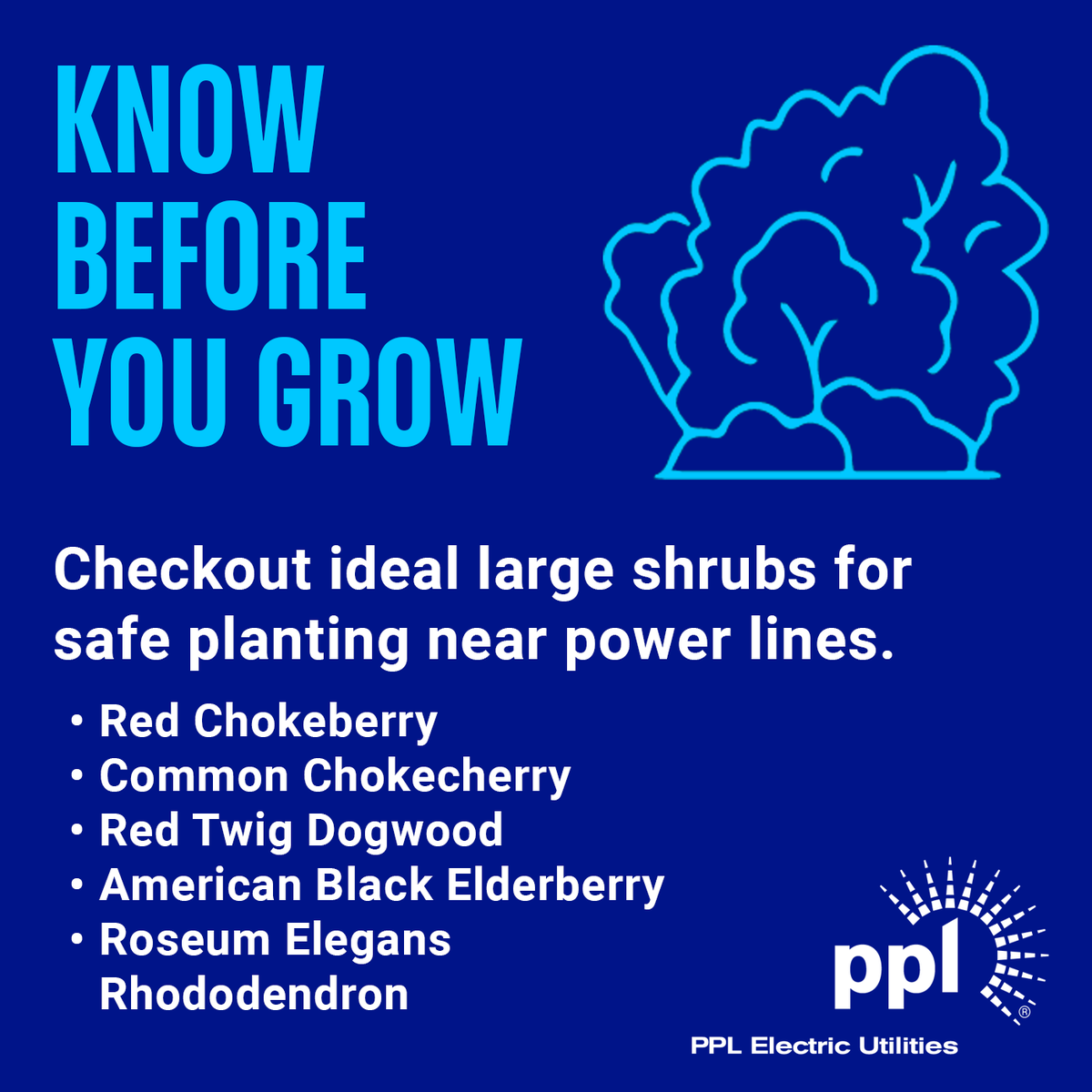 PPLElectric's tweet image. Big shrubs, zero risk. 🌼 If you need height near power lines, try Witch Hazel, Red Chokeberry, or Black Elderberry. They offer privacy and color while staying clear of the wires. ⚡

Find more ideas: pplelectric.com/KnowBeforeYouG…
#Landscaping #GridSafety