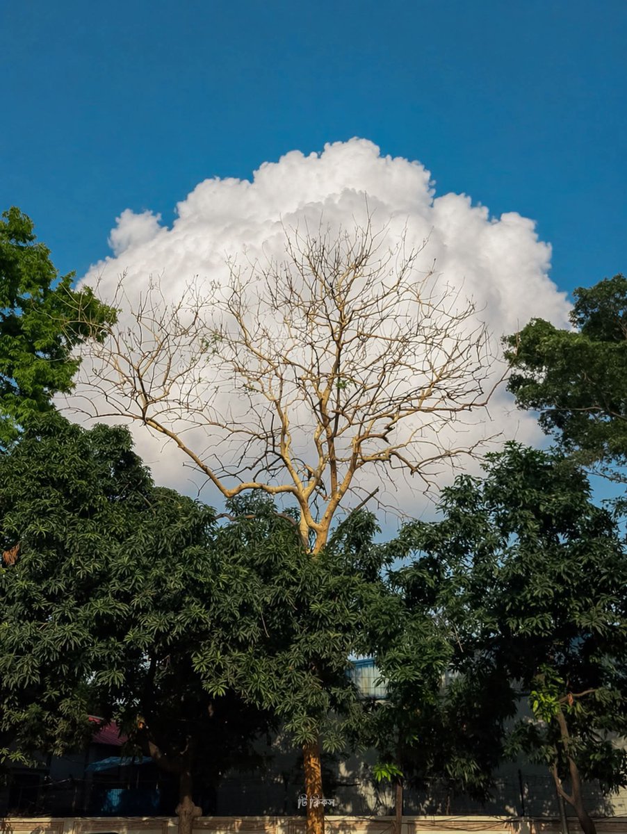 𝓣𝓱𝓮𝓑𝓵𝓸𝓼𝓼𝓸𝓶𝓢𝓽𝓾𝓭𝓲𝓸 tweet media