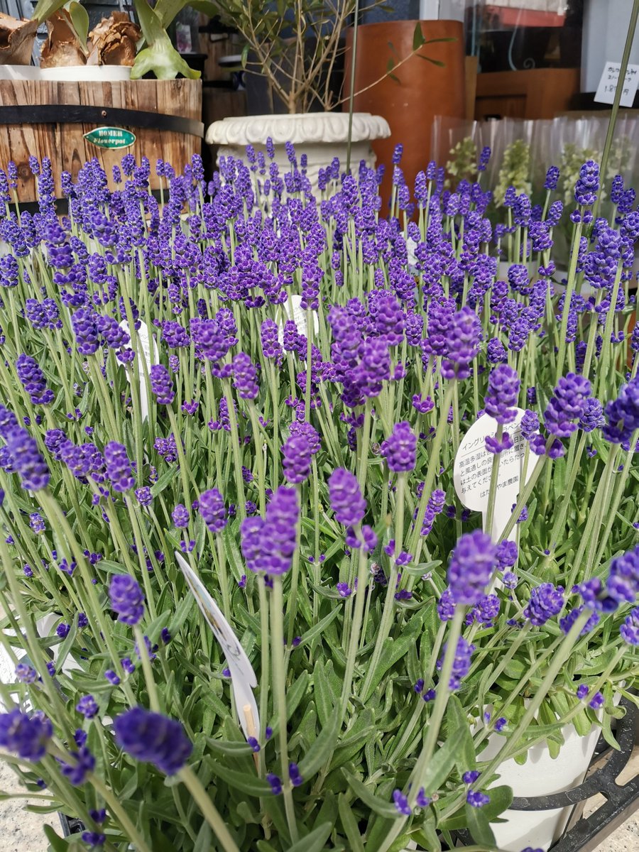 GunKin_Kitakami's tweet photo. #昭和の日 #GW 長い方は今日から8日間？14日間？
#母の日 用の鉢物が入荷🌼連休中に贈られる方に合わせて間もなくギフトの準備始めま～す🎁
早めのご予約お待ちしております
#フラワーギフト
#花キューピット
#ぐんきん #北上 https://t.co/Va5w8j53sS