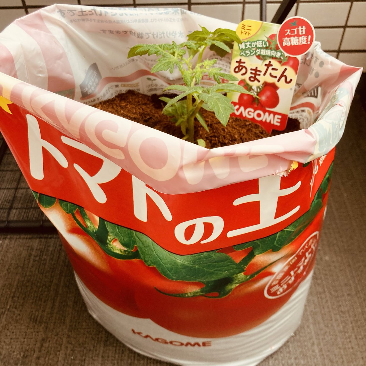 Erinash78's tweet photo. 植物で室内がジャングル化🐒してきたのでベランダへ進出🪴
今年は野菜にも挑戦。
大きいプランター買うと捨てる時大変だよね…大量に土必要だけど土って捨てられないのよね…と捨てる時の心配で気が進まなかったのだけれど、全てを満たすアイテムを入手！捨てられるフワフワ土👩‍🌾大きくなぁ〜れ〜🍅 https://t.co/TsnwemywF5