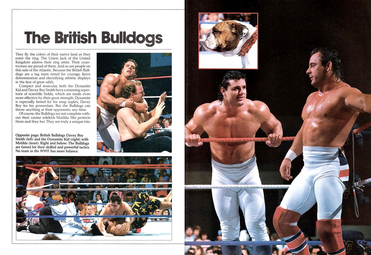 WWFWrestling1's tweet photo. Profile of the British Bulldogs from WWF Superstars III magazine published in 1988. 🇬🇧🐾 #WWF #WWE #DaveyBoySmith #DynamiteKid https://t.co/hJ18qA2DQe