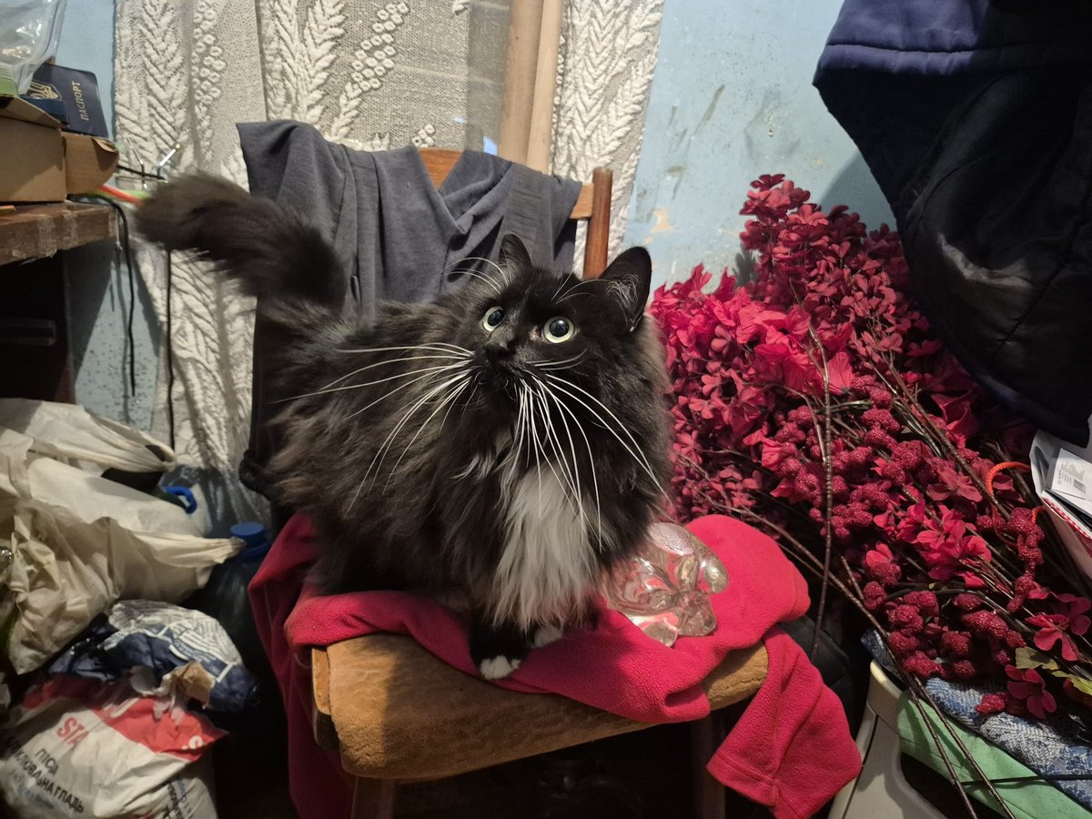 VicGashchuk tweet media