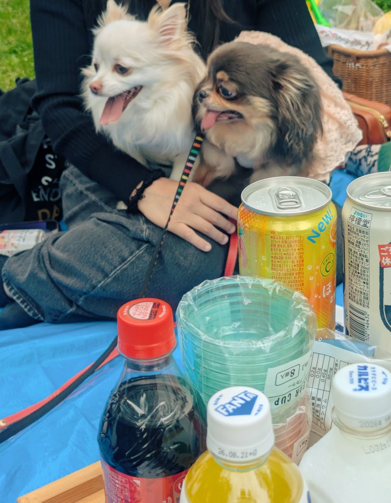 照 / がも 0523鴨田蒸留所へようこそ🥃 tweet media