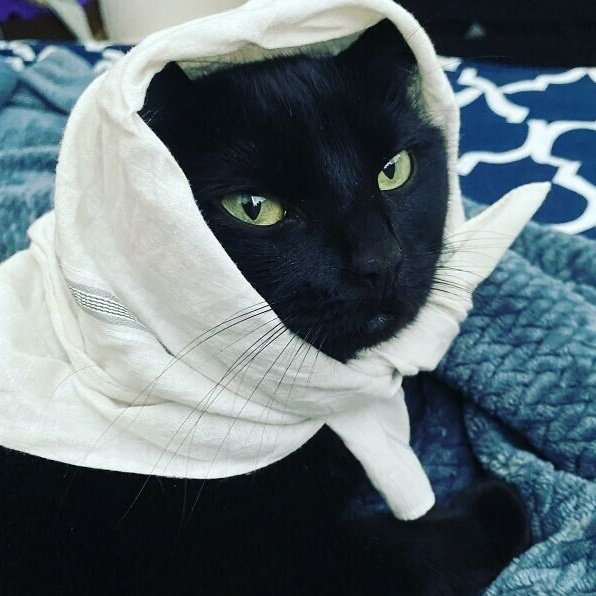 meowgi bot tweet media