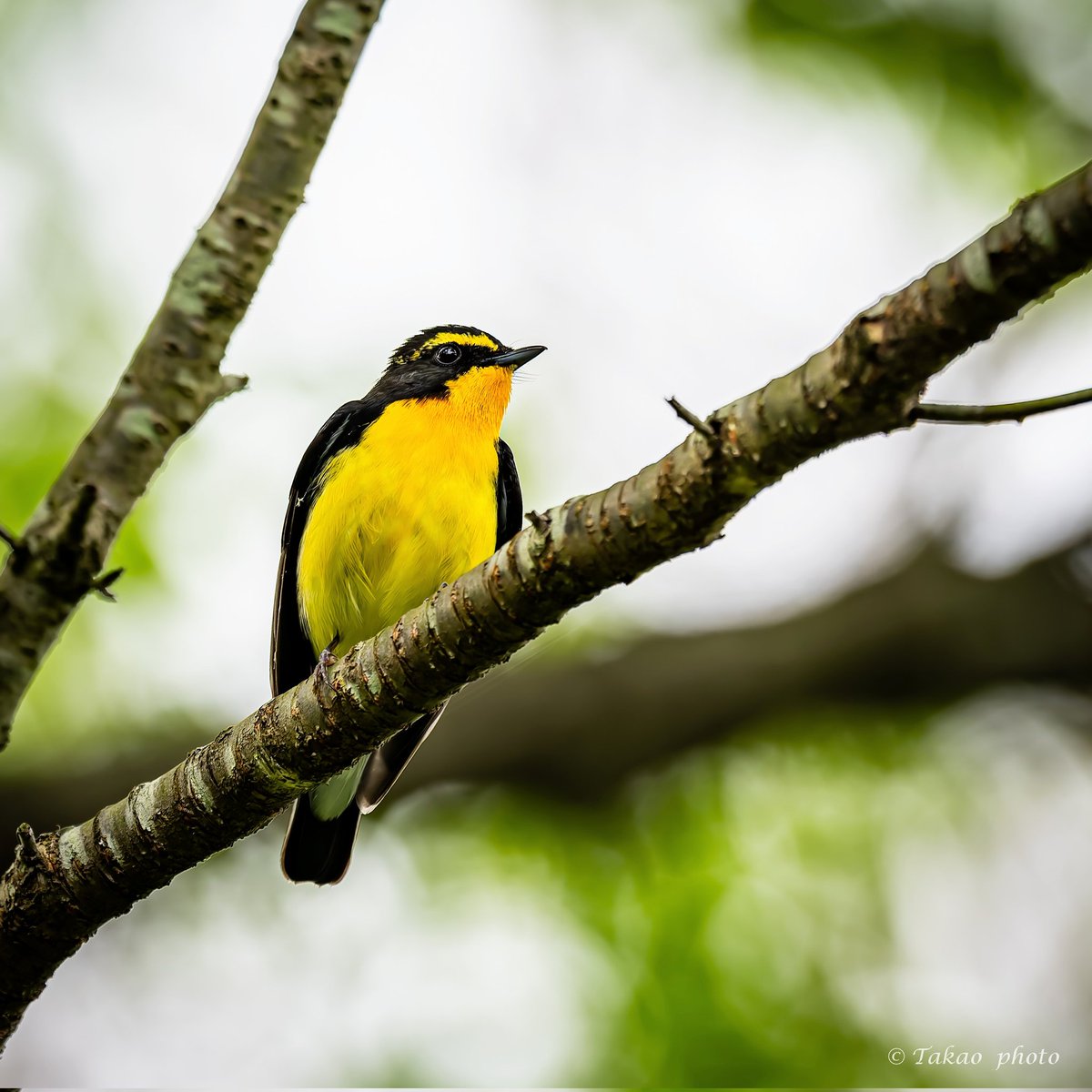 #キビタキ
#total_nature_japan_member
#best_moments_nature
#sony
#α1II
リアルタイム認識AF
SEL600F40GM
DxOPureRAW6