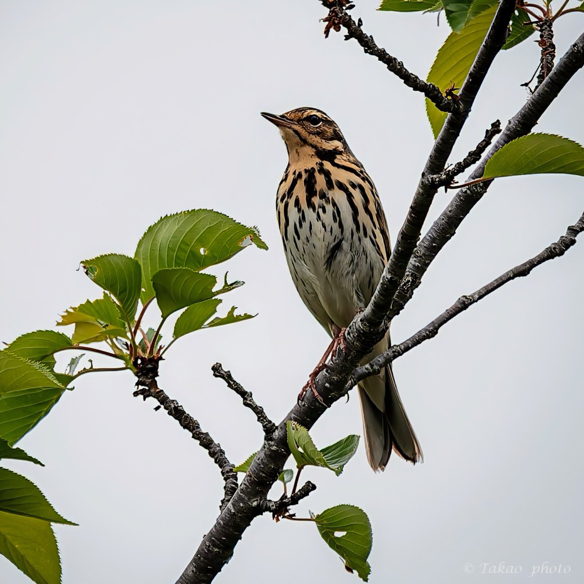 #ビンズイ
#total_nature_japan_member
#best_moments_nature
#sony
#α1II
リアルタイム認識AF
SEL600F40GM
DxOPureRAW6