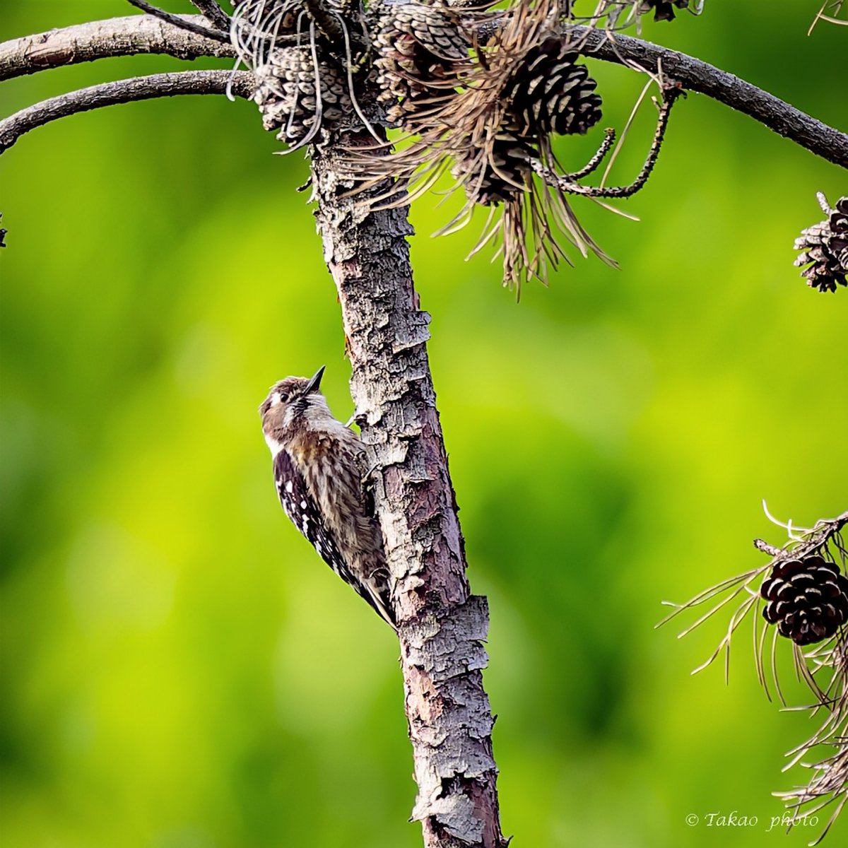 #コゲラ
#total_nature_japan_member
#best_moments_nature
#sony
#α1II
リアルタイム認識AF
SEL600F40GM
DxOPureRAW6