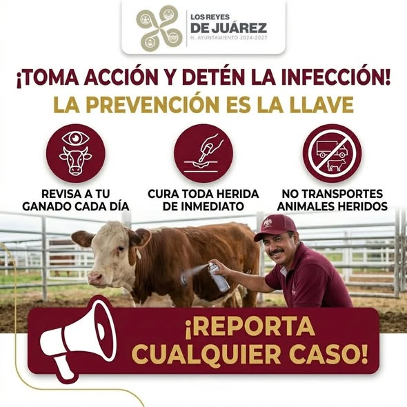 VisionUPP's tweet image. Publicado porRogelio Méndez Reynoso📷 ·2 d ·
#VISION en #LosReyesDeJuarez
Los Reyes de Juárez, Pue.- El Ayuntamiento de Los Reyes de Juárez, que encabeza Alfonso Vélez Merino , reafirma su compromiso con el sector ganadero de la región.