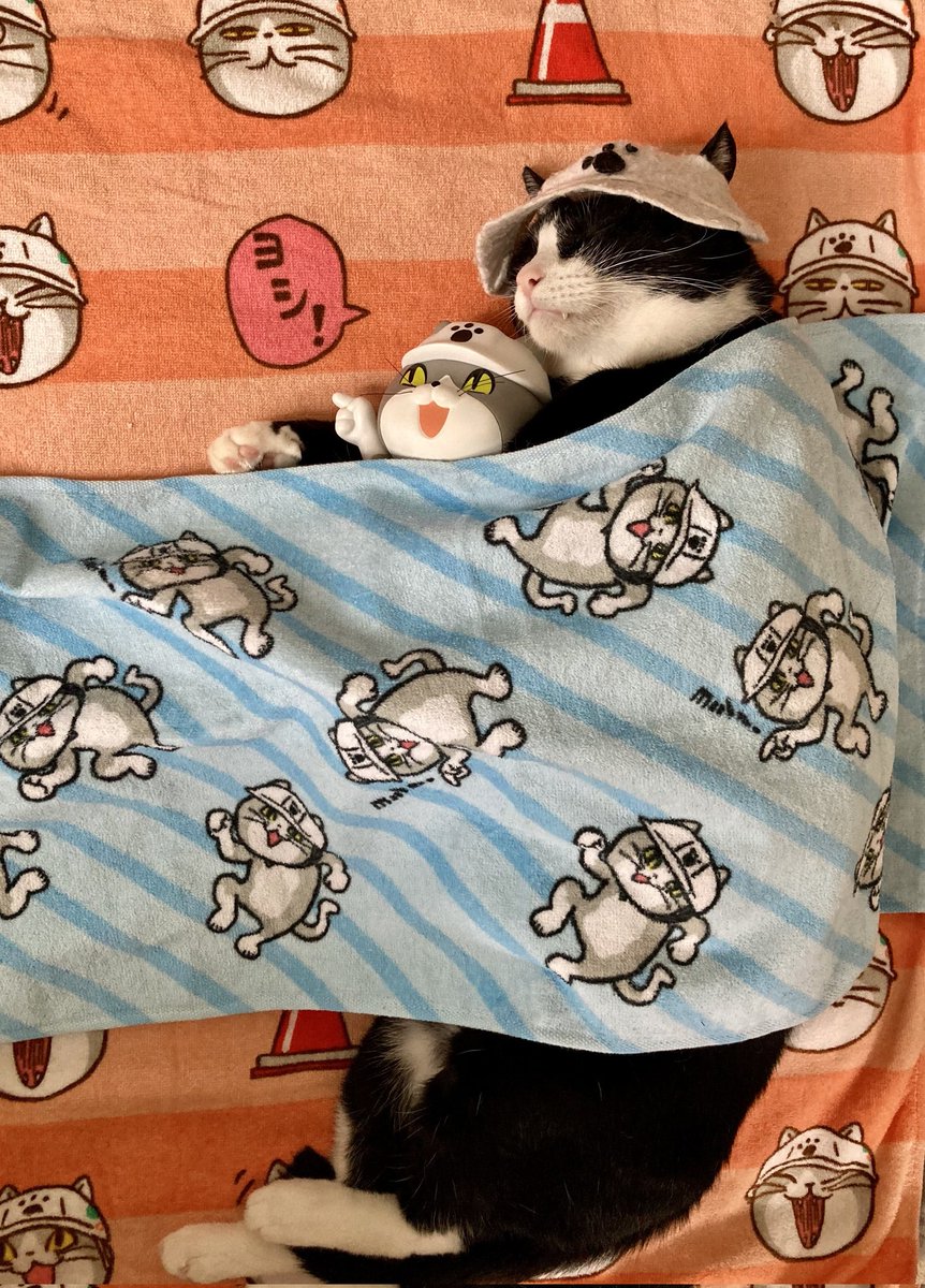 ぷみお現場の猫 tweet media