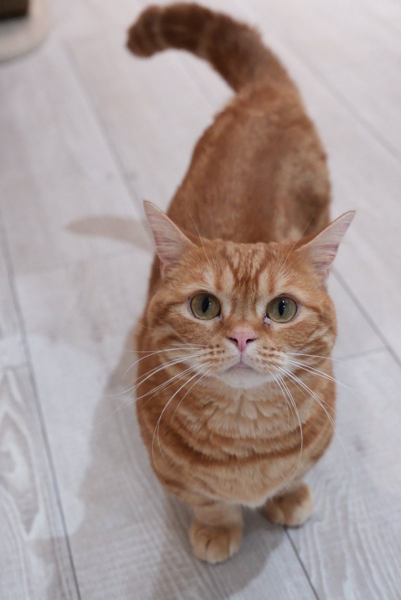 akihirocamera's tweet photo. #ilce7sm3 #sel2470gm2 #photo #cute #cat
#catcafe #nonnon https://t.co/SSZQv1QLku