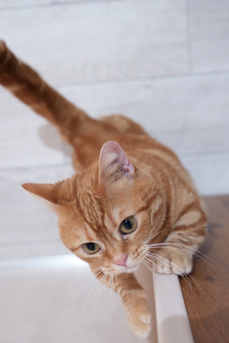 akihirocamera's tweet photo. #ilce7sm3 #sel2470gm2 #photo #cute #cat
#catcafe #nonnon https://t.co/SSZQv1QLku
