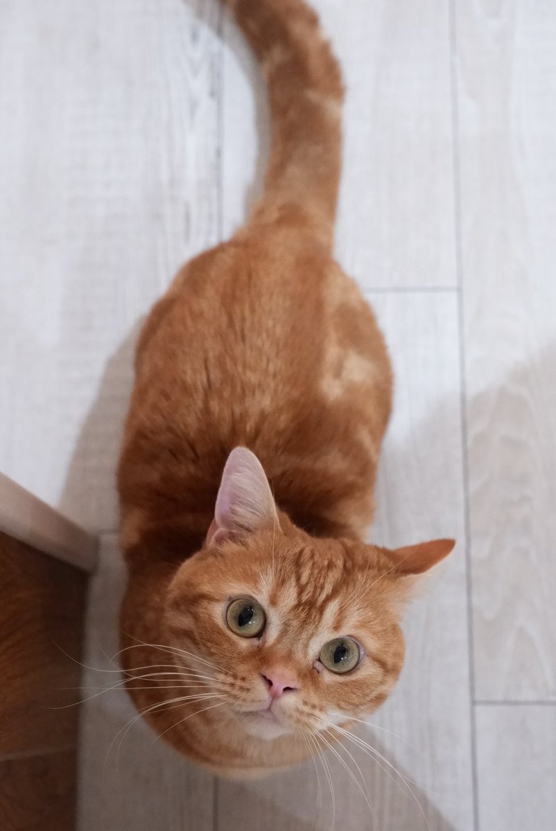 akihirocamera's tweet photo. #ilce7sm3 #sel2470gm2 #photo #cute #cat
#catcafe #nonnon https://t.co/SSZQv1QLku
