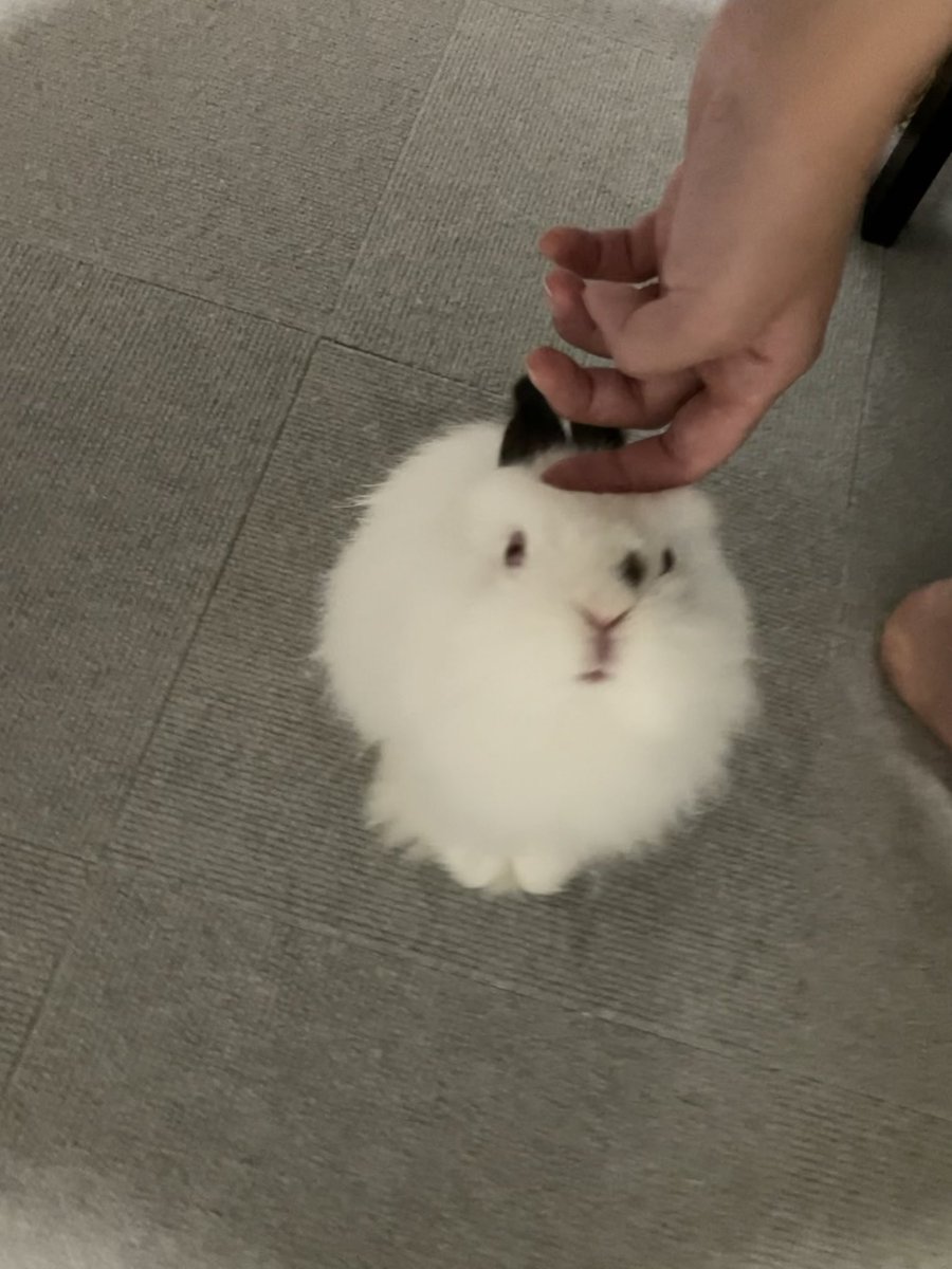 足元に入り込んで見上げてくるゆきまるが可愛すぎる