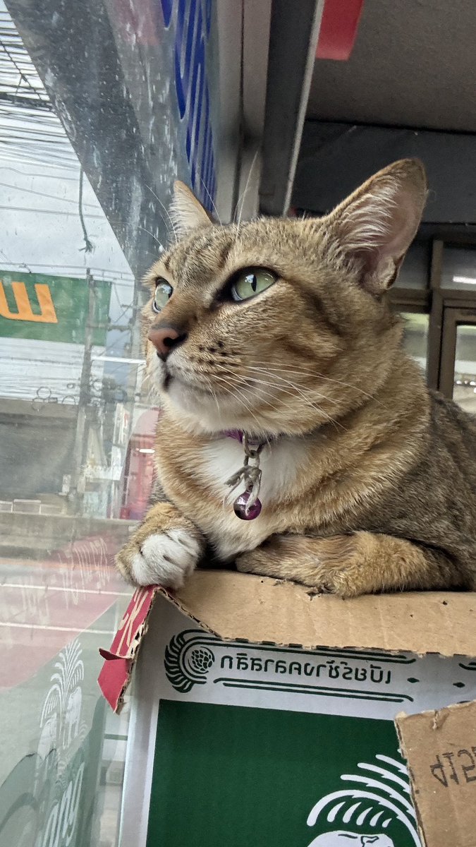 หนมปังปู🪽 tweet media