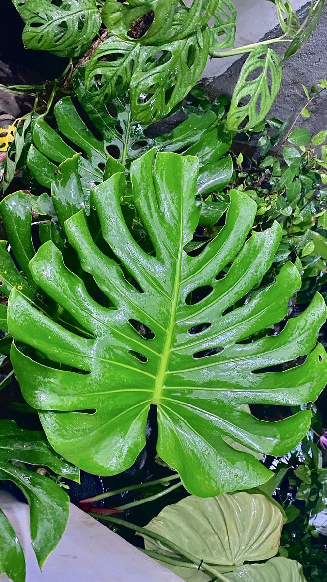 Nmk11_'s tweet photo. MONSTERA DI SORE HUJAN  

Sore itu hujan tanpa permisi, mengetuk daun, menyapa sunyi. Di pojok teras, dia berdiri anggun, Monstera king, raja tanpa mahkota emas. Daunnya bolong bukan karena kalah,  
Tapi karena semesta paham:  
Indah tak harus utuh tanpa celah https://t.co/xZ6X1qA64C