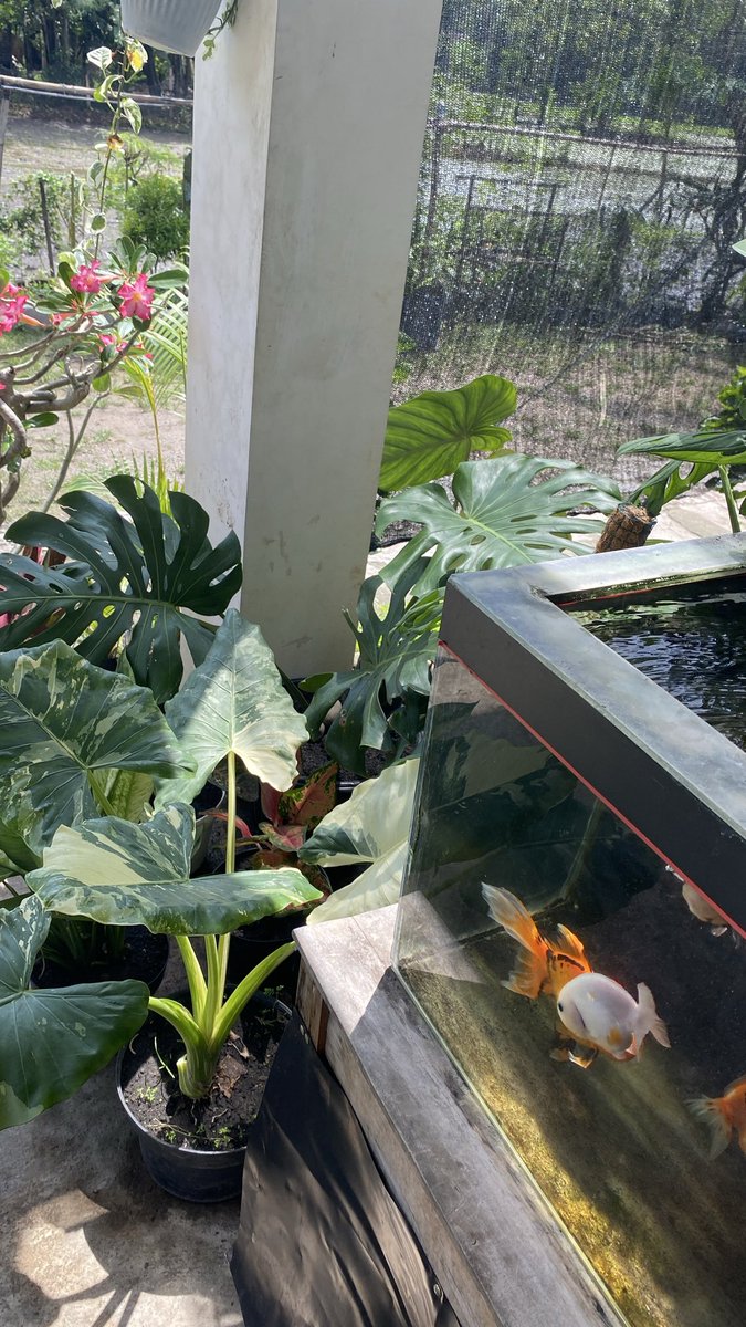 Nmk11_'s tweet photo. MONSTERA DI SORE HUJAN  

Sore itu hujan tanpa permisi, mengetuk daun, menyapa sunyi. Di pojok teras, dia berdiri anggun, Monstera king, raja tanpa mahkota emas. Daunnya bolong bukan karena kalah,  
Tapi karena semesta paham:  
Indah tak harus utuh tanpa celah https://t.co/xZ6X1qA64C
