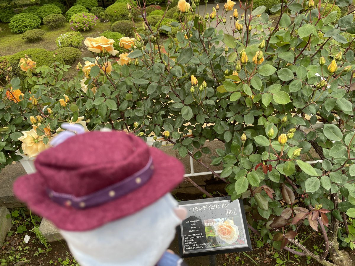 水魅(ﾐｽﾞﾐ) tweet media