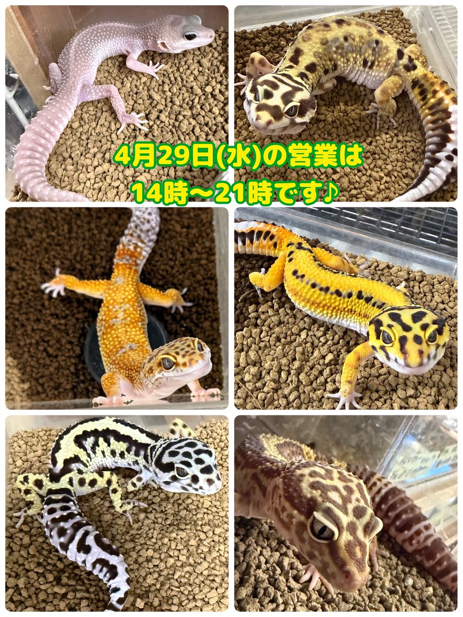 アクアショップMQ🐢4/25.26🎉ジャパンレプタイルズショーin東京出展✨ tweet media