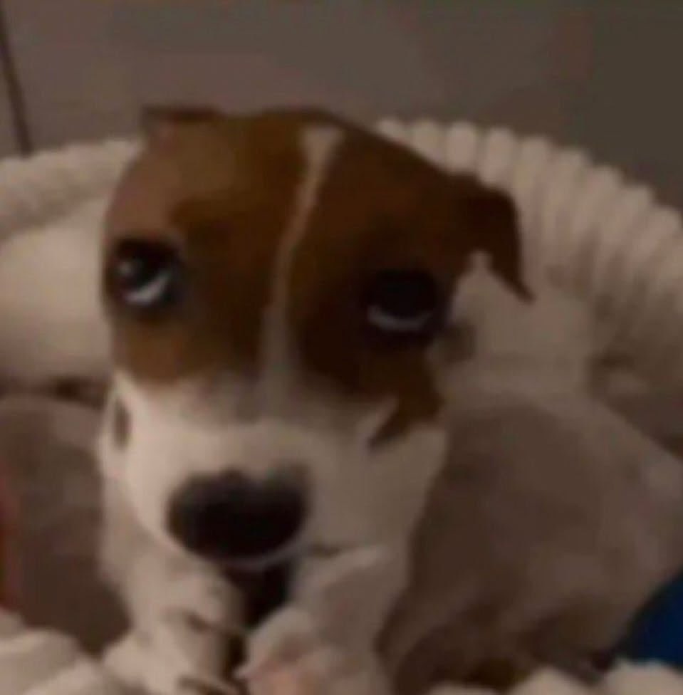 larissinha pitbulll tweet media