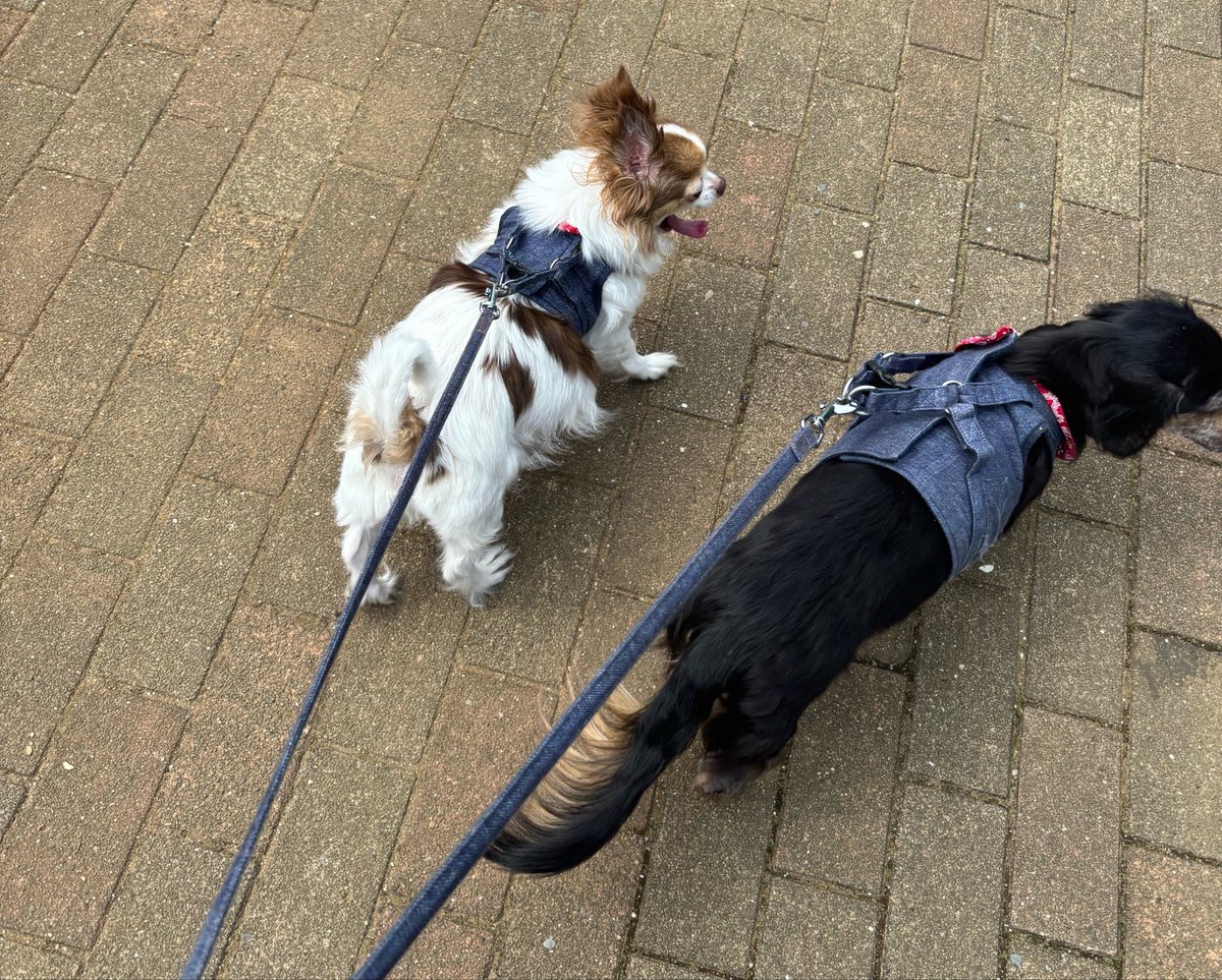 利央🐻‍❄️ tweet media