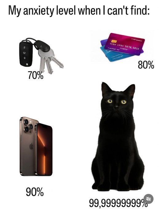 Cat TikToks tweet media