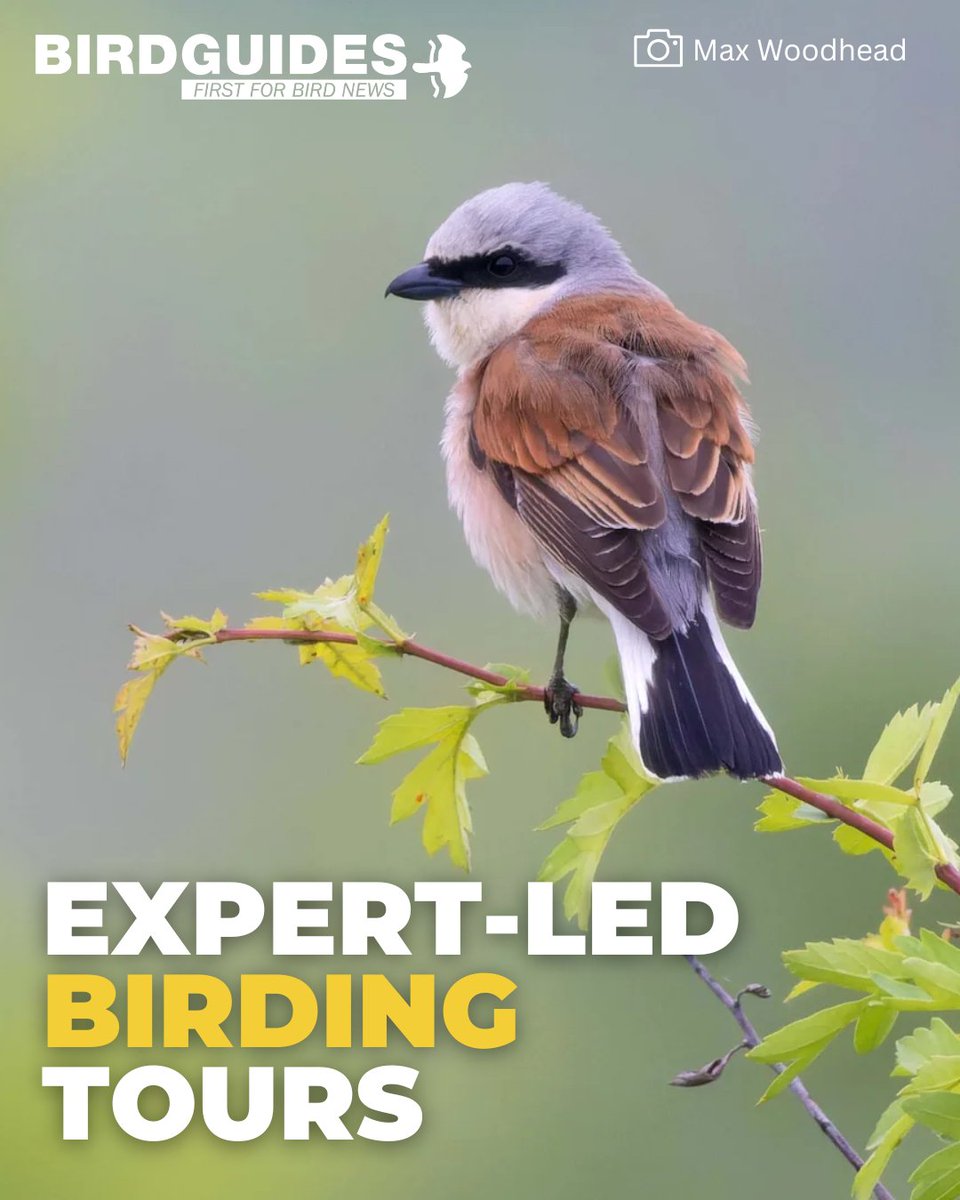 BirdGuides's tweet image. Go birding with BirdGuides travel. Explore all of our tours here: bit.ly/4unXar8

#birdguides #bgtravel #birding #birds #birdwatch