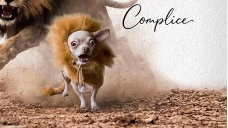 David 04 🐍 tweet media