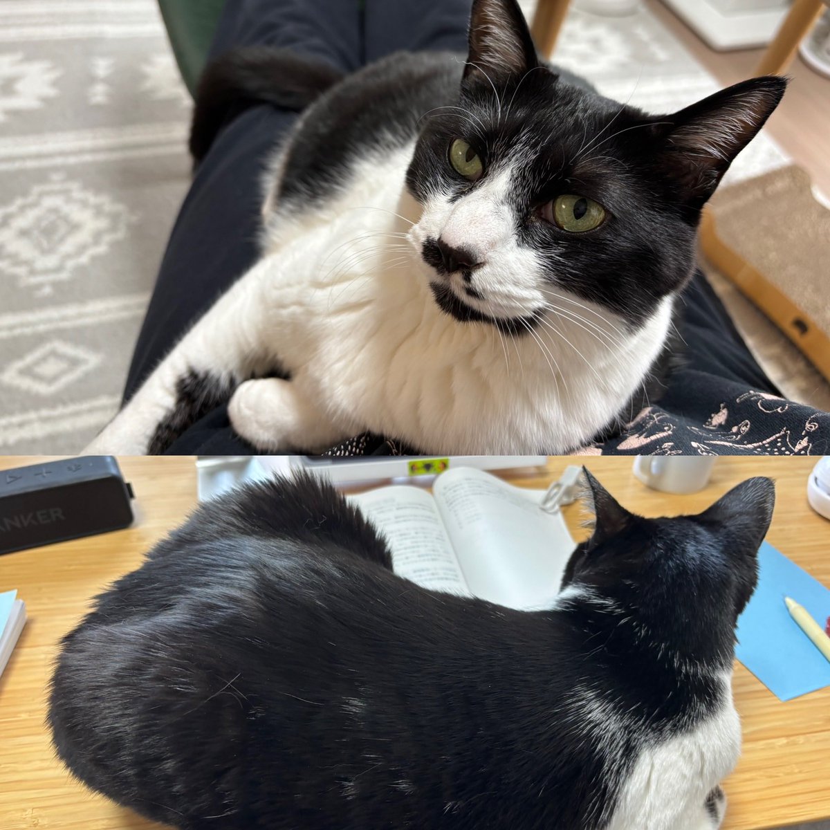 daifukuema's tweet photo. 猫飼いの家主は、あらゆる勉強妨害にも屈することなく、どんな姿勢でも勉強ができるスキルが求めらる。
#オンライン校櫻井クラス
#Crazy7 https://t.co/KEavLt2n93
