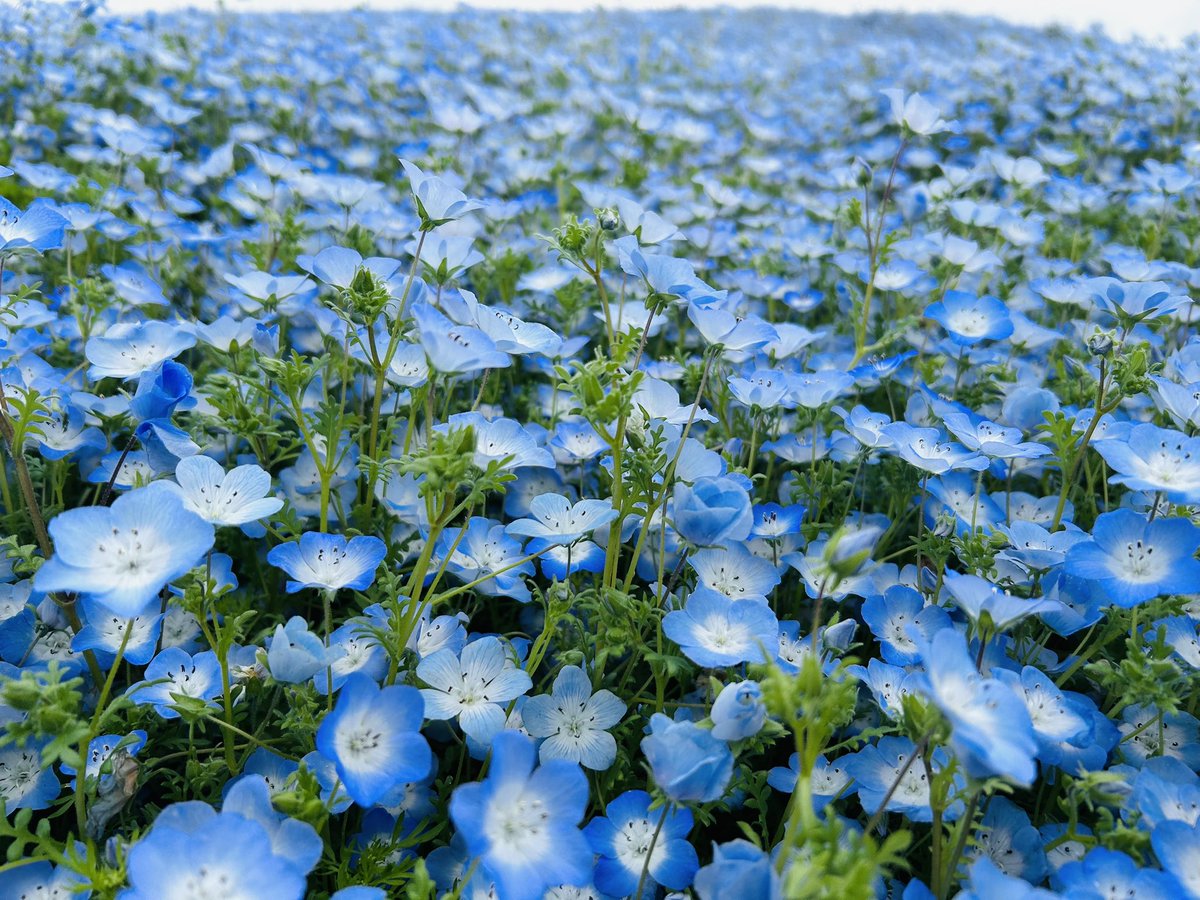 radoru29's tweet photo. ネモフィラ綺麗だったぁ！朝早く来れて良かった！ https://t.co/Vzbmp7ToPa