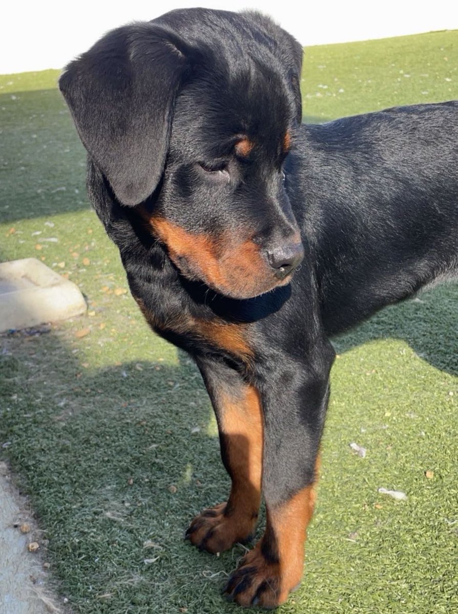 ro 𝜗𝜚 tweet media