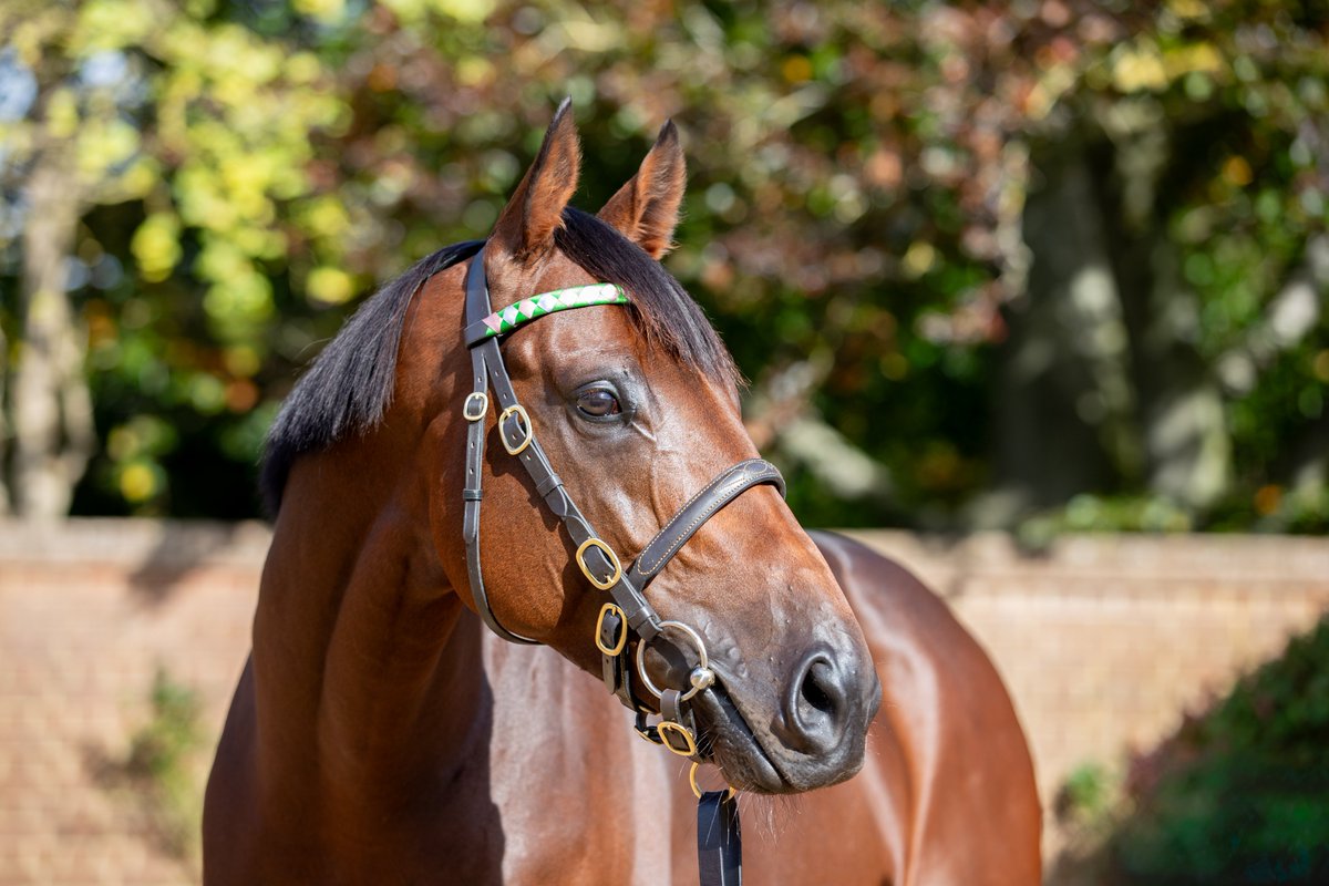 Arrowfield Stud tweet media