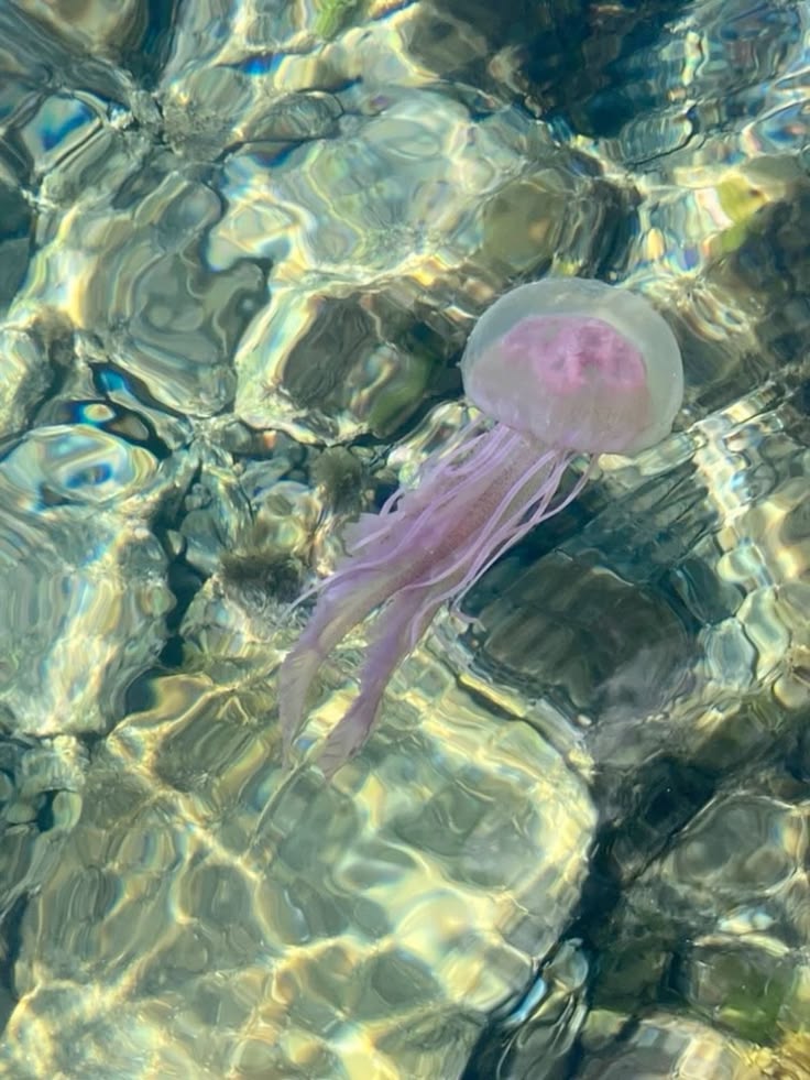 🍃🕊️ tweet media