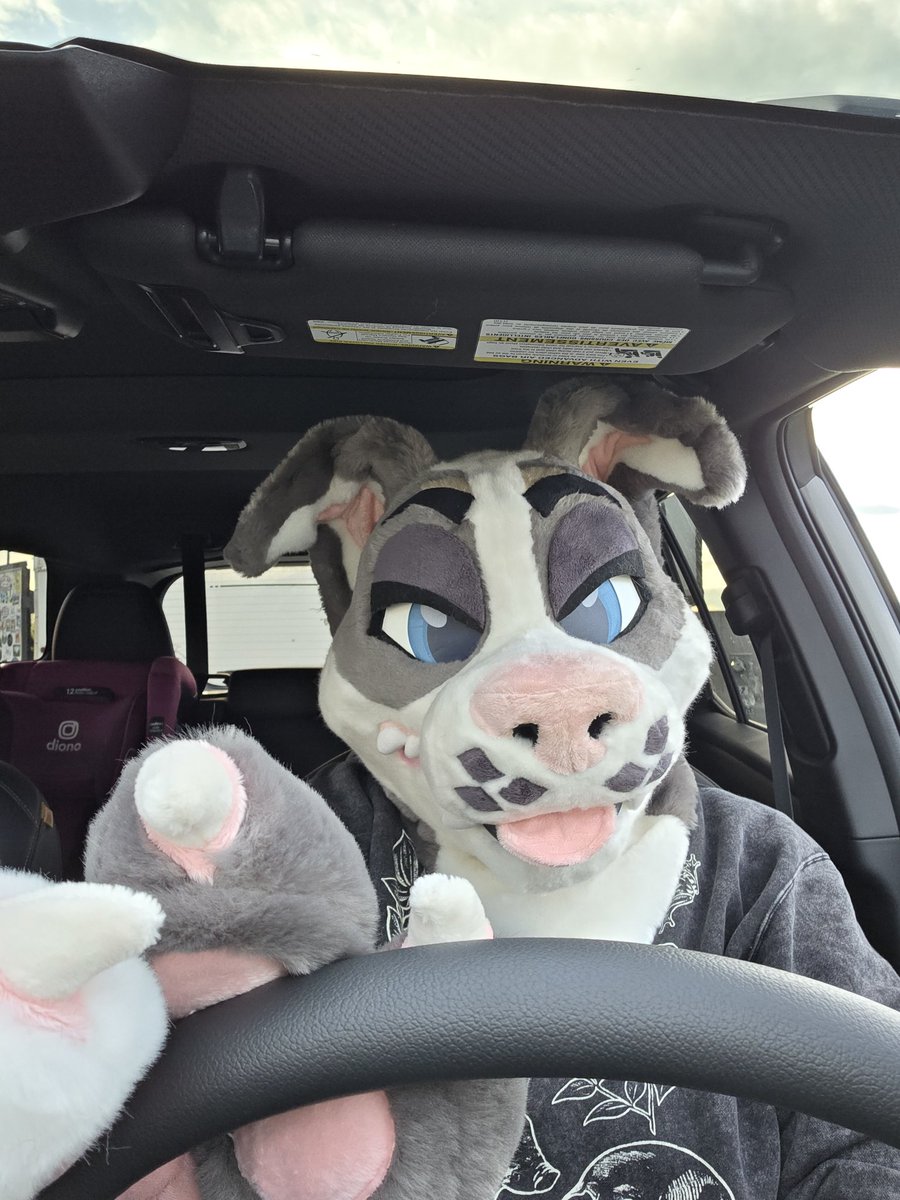 WildAkita's tweet photo. Who says dogs can't drive? 
Of course dogs can drive! 

@TwistedLeopard https://t.co/SgpHJefqMx