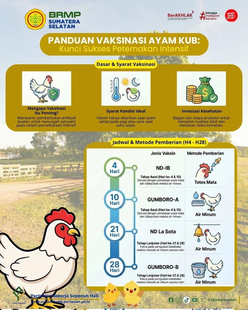 BSIP_SUMSEL2109's tweet image. Dengan jadwal vaksin yang tepat dan manajemen kesehatan yang baik, ayam lebih tahan terhadap penyakit, pertumbuhan lebih optimal, dan produktivitas meningkat. Peternakan jadi lebih aman, efisien, dan menguntungkan 🐔💉
#brmpsumsel
#brmpkementan