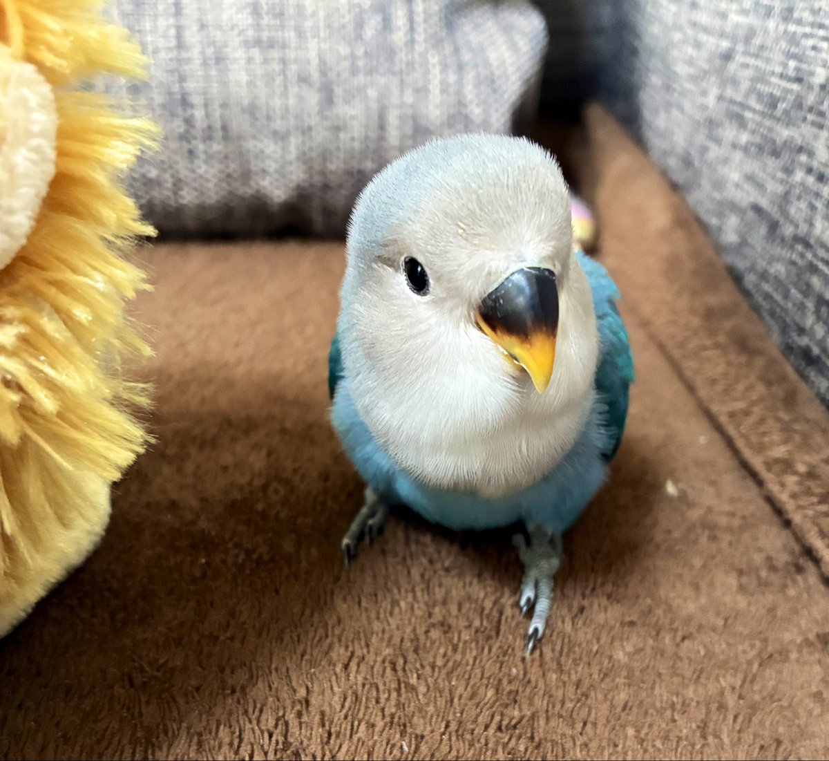 にゃんた tweet media