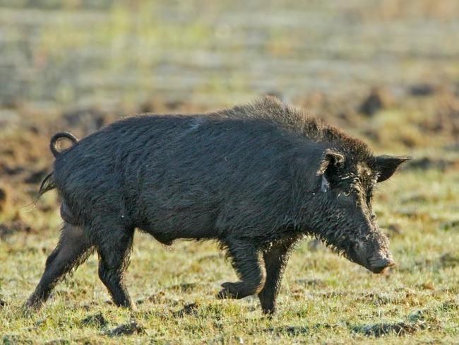 kate_dowler's tweet photo. Pest council warns aviation fuel costs hitting feral animal fight
https://t.co/M1wiDp2Y3P https://t.co/ySBO0AJ7TX