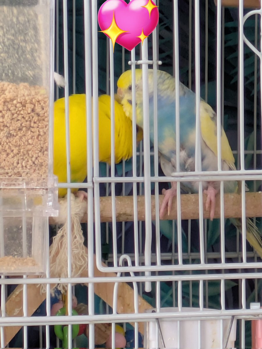 チョコボさんミント奥様に毛繕いしてもらって気持ちよさそう🐥❤
仲良し夫婦だねぇ🐥❤🐦