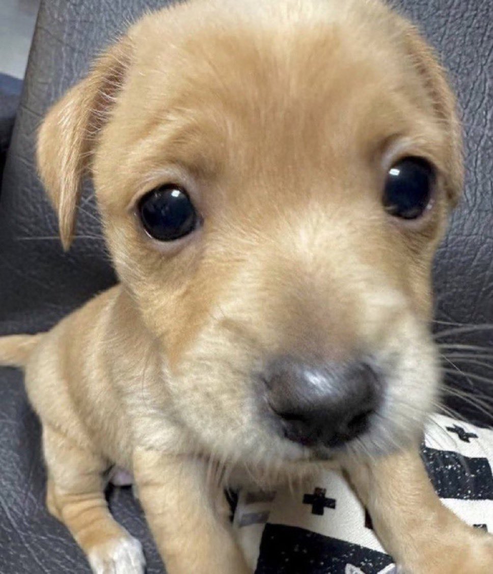 Bruno - Jurídico Jenny Prioli tweet media