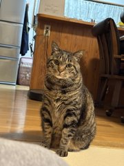 mami040704's tweet photo. この子、いつもこうしてじっと座ってこっちを見てくるのが可愛くてたまらない。 https://t.co/u1hZM2AqEO