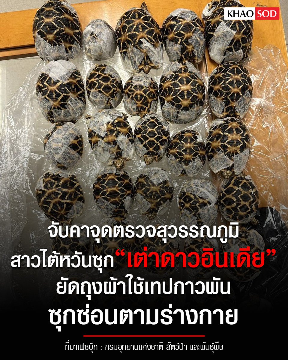 เหตุเกิดที่ : ไทย

คนทำ : สาวไต้หวัน

เหยื่อ : เต่าดาวอินเดีย

จำนวน : 30 ตัว (มีชีวิต 29 ตัว ซาก 1 ตัว)